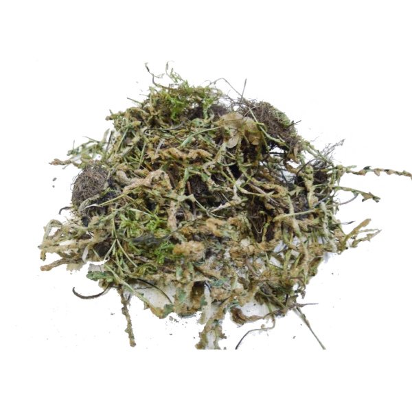 ΣΚΟΡΠΙΔΟΧΟΡΤΟ CETERAH OFFICINARUM ΕΛΛΗΝΙΚΟ
